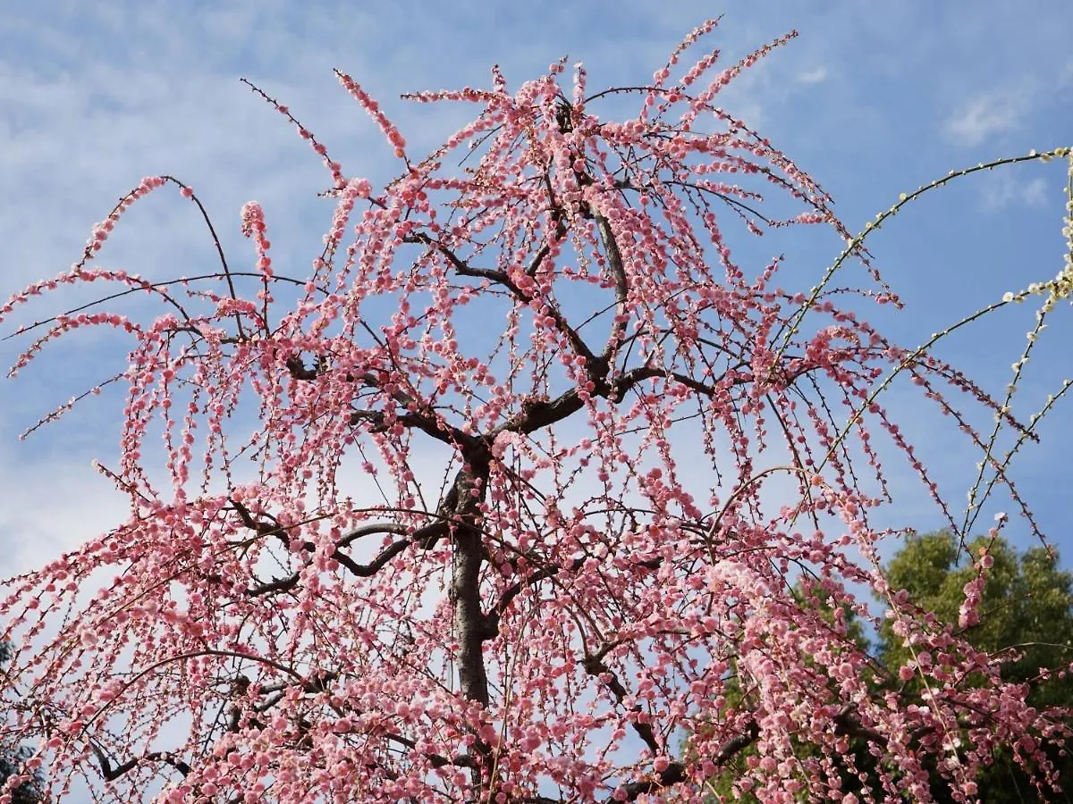 Japaning Senkyu Villa Kyoto
