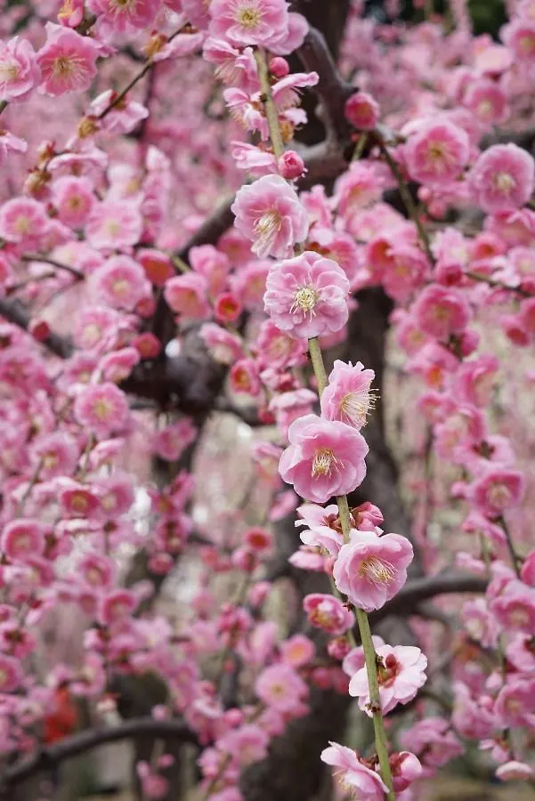 Vila Japaning Senkyu Kjóto Prázdninový dům